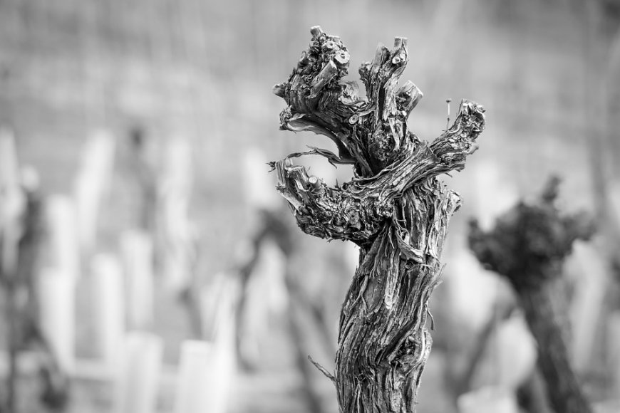 Gel des vignes : les viticulteurs nantais s’adaptent quoi qu’il arrive